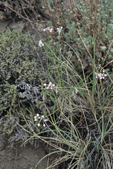 Allium rubens