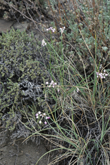 Allium rubens