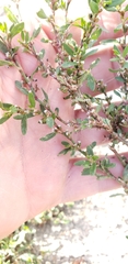 Euphorbia serpens