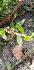 Euphorbia serpens
