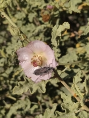 Sphaeralcea fulva