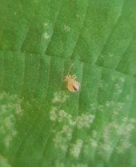 Dicyrtomina