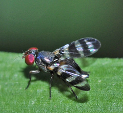 Ulidiidae