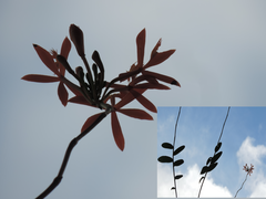 Epidendrum cinnabarinum