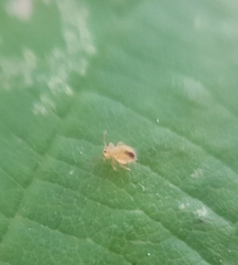 Dicyrtomina