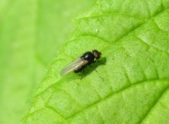 Lonchaea chorea