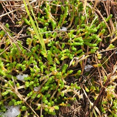 Sedum