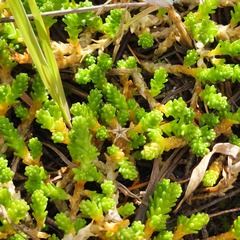 Sedum