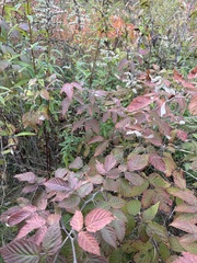Rubus idaeus