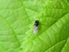 Lonchaea chorea