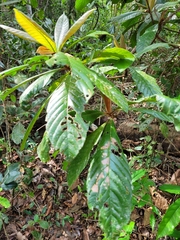 Duroia valesca