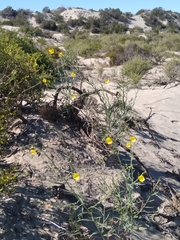 Eulobus californicus