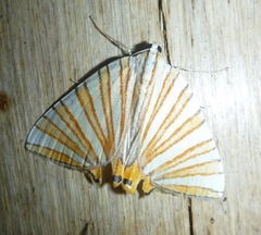 Pityeja histrionaria