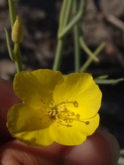 Eulobus californicus