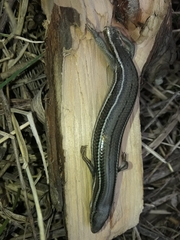 Aspronema dorsivittatum