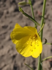 Eulobus californicus