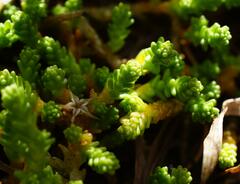 Sedum