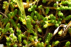 Sedum
