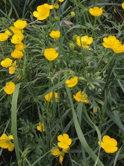 Ranunculus bulbosus