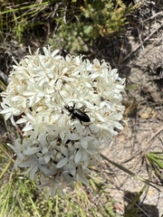 Corymbium villosum
