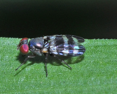 Ulidiidae