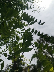 Styphnolobium japonicum