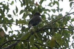 Turdus mandarinus