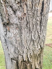 Styphnolobium japonicum
