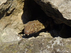 Tenuidactylus caspius