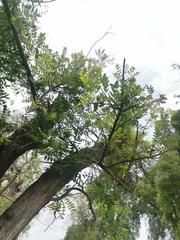 Styphnolobium japonicum