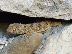 Tenuidactylus caspius