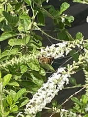 Apis mellifera