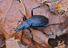 Carabus intricatus