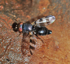 Ulidiidae