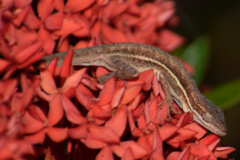 Anolis auratus