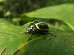 Desmogramma