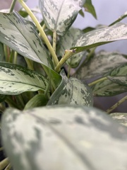 Aglaonema commutatum
