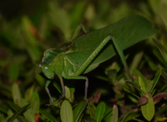 Steirodon dentatum