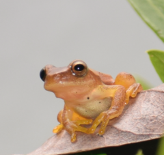 Dendropsophus microcephalus