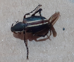 Macrodactylini