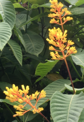 Palicourea guianensis