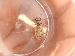 Ellipsoptera lepida