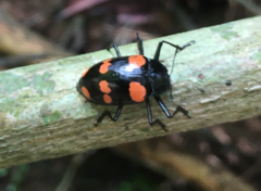 Scaphidomorphus bosci