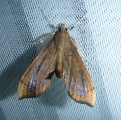 Anarmodia