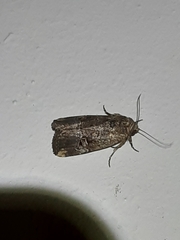 Elaphria chalcedonia