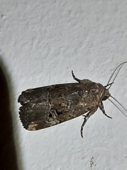 Elaphria chalcedonia