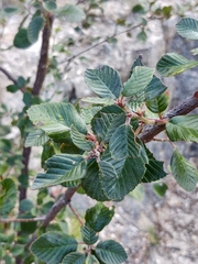 Cercocarpus macrophyllus