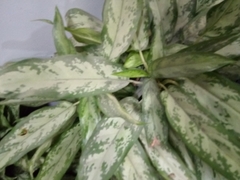 Aglaonema commutatum
