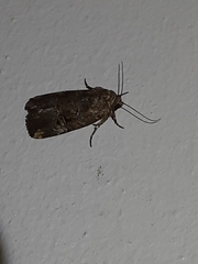 Elaphria chalcedonia