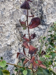 Cercocarpus macrophyllus